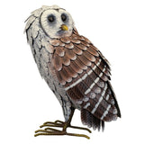 Barn Owl Standing at The Sky's the Limit