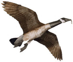 JACKITE CANADA GOOSE