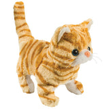 Casanova The Walking Kitten